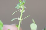 Twoheaded water-starwort