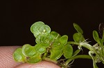 Twoheaded water-starwort