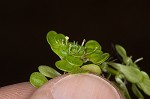 Twoheaded water-starwort