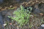 Twoheaded water-starwort