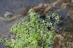 Twoheaded water-starwort