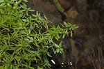 Twoheaded water-starwort