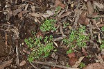 Terrestrial water-starwort