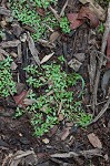 Terrestrial water-starwort