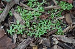 Terrestrial water-starwort