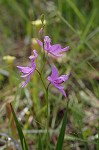 Bearded grass-pink