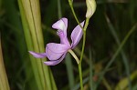 Bearded grass-pink