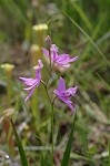 Bearded grass-pink