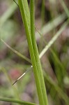 Bearded grass-pink