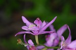 Bearded grass-pink