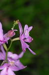 Bearded grass-pink