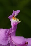 Bearded grass-pink