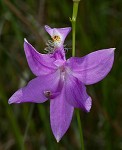 Bearded grass-pink