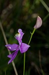 Bearded grass-pink