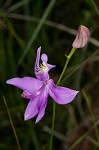 Bearded grass-pink