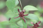 Eastern sweetshrub