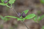 Eastern sweetshrub