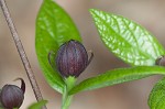 Eastern sweetshrub