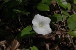 Catesby's false bindweed