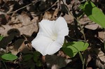 Catesby's false bindweed