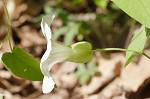 Catesby's false bindweed