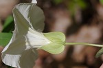 Catesby's false bindweed