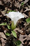 Catesby's false bindweed