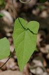 Catesby's false bindweed