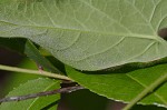 Catesby's false bindweed