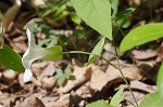 Catesby's false bindweed