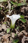 Catesby's false bindweed