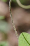 Catesby's false bindweed