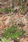 Hairy bittercress