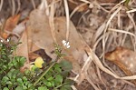 Hairy bittercress