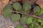 Hairy bittercress