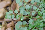 Hairy bittercress