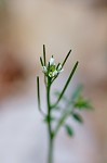 Hairy bittercress