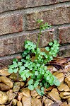 Hairy bittercress