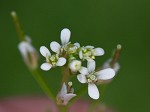 Pennsylvania bittercress