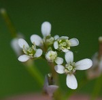 Pennsylvania bittercress