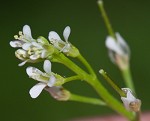 Pennsylvania bittercress