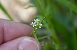 Pennsylvania bittercress