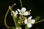 Pennsylvania bittercress