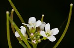 Pennsylvania bittercress