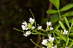 Pennsylvania bittercress