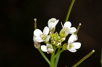 Pennsylvania bittercress