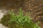 Pennsylvania bittercress