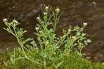 Pennsylvania bittercress