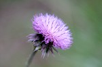 Nodding plumeless thistle