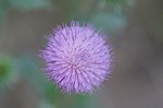 Nodding plumeless thistle